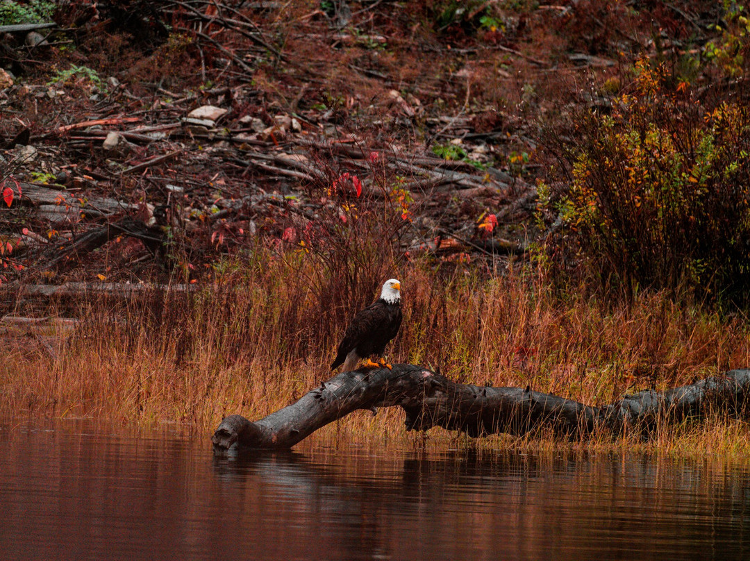 Shoreline Tours-哈里逊温泉必去景点