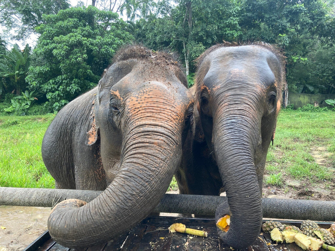 Phuket Elephant Nature Reserve-他朗必去景点