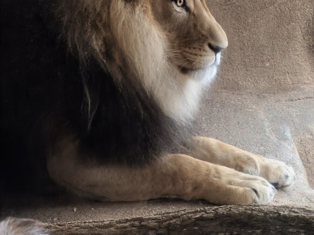 Brookfield Zoo-Brookfield必去景点