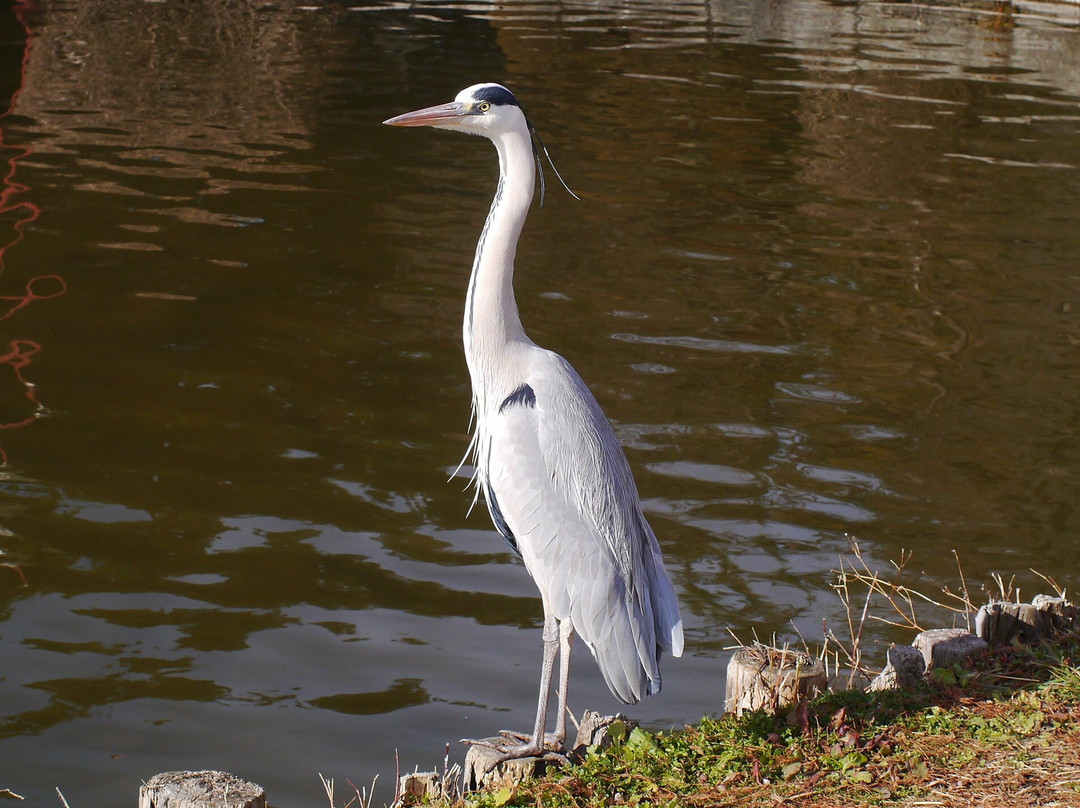 Water Castle Park-行田市必去景点