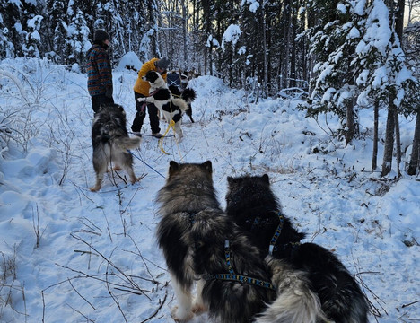 Howling Bay Kennel-费尔班克斯必去景点