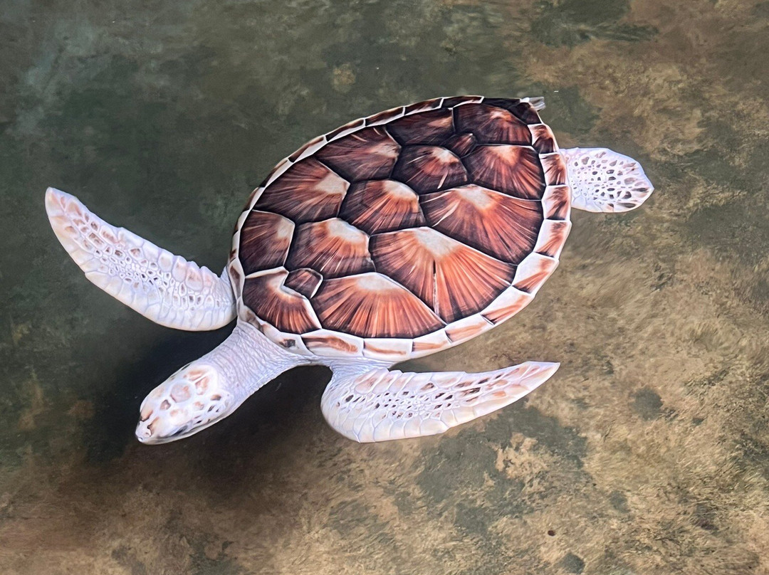 See Lanka Travels-Waikkal必去景点