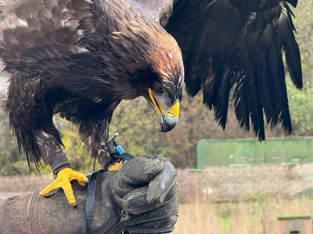 Millets Farm Falconry Centre-弗里福德希斯必去景点