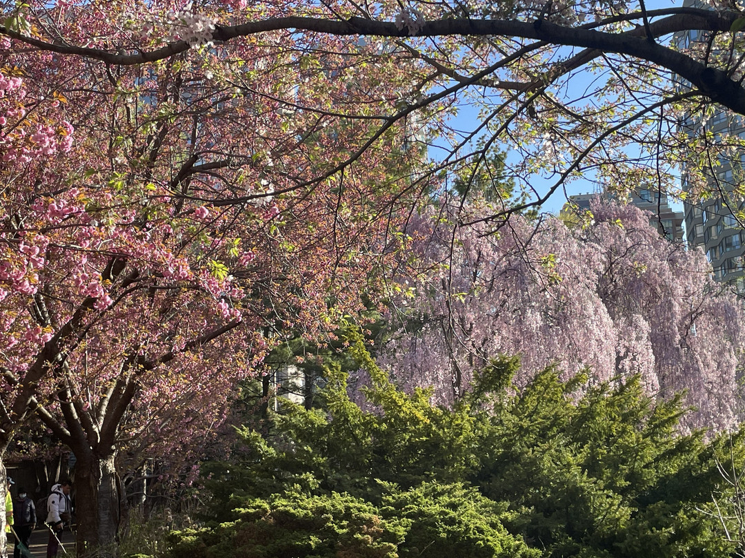 Kariya Park-米西索加必去景点