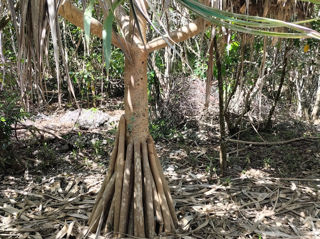 Mauritian Wildlife Foundation (MWF)-Vacoas必去景点