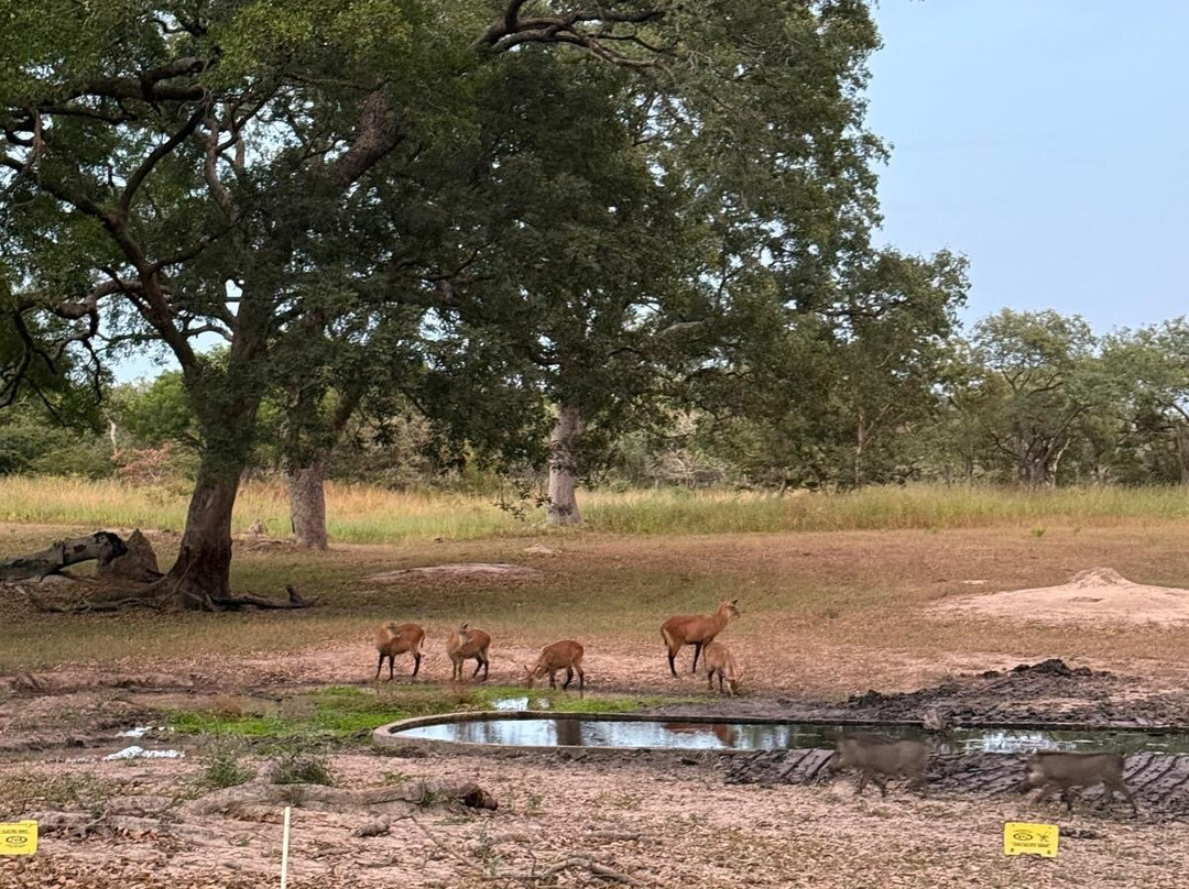 Fathala Wildlife Reserve-Dassilame Ba必去景点