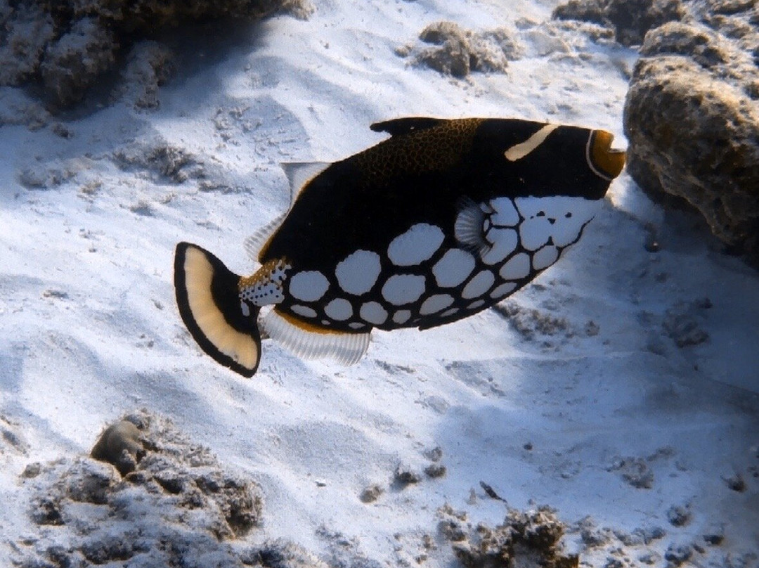 The Junk Liveaboards-Chalong必去景点