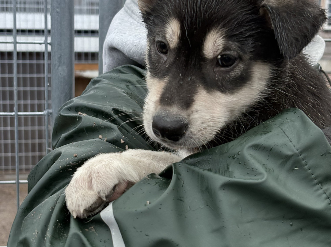 哈士奇雪橇之旅-罗瓦涅米必去景点