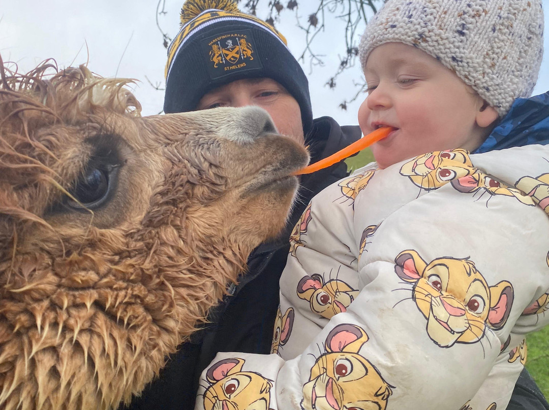 Woolly Experiences, Nercwys, Mold-Mold必去景点