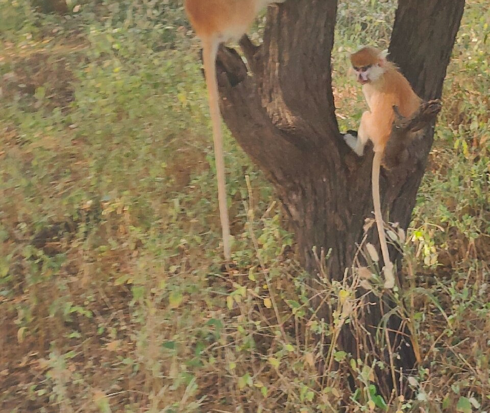 Reserve De Bandia-Saly必去景点