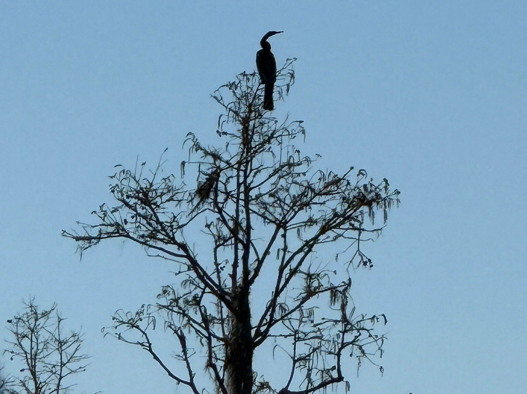 Okefenokee Adventures-Folkston必去景点