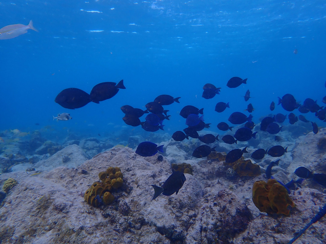 Seabob Aruba-Noord必去景点