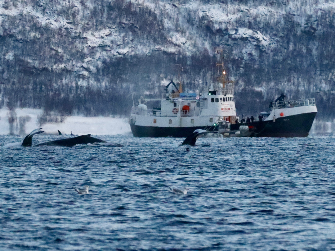 Dervola Adventure-Skjervoy必去景点