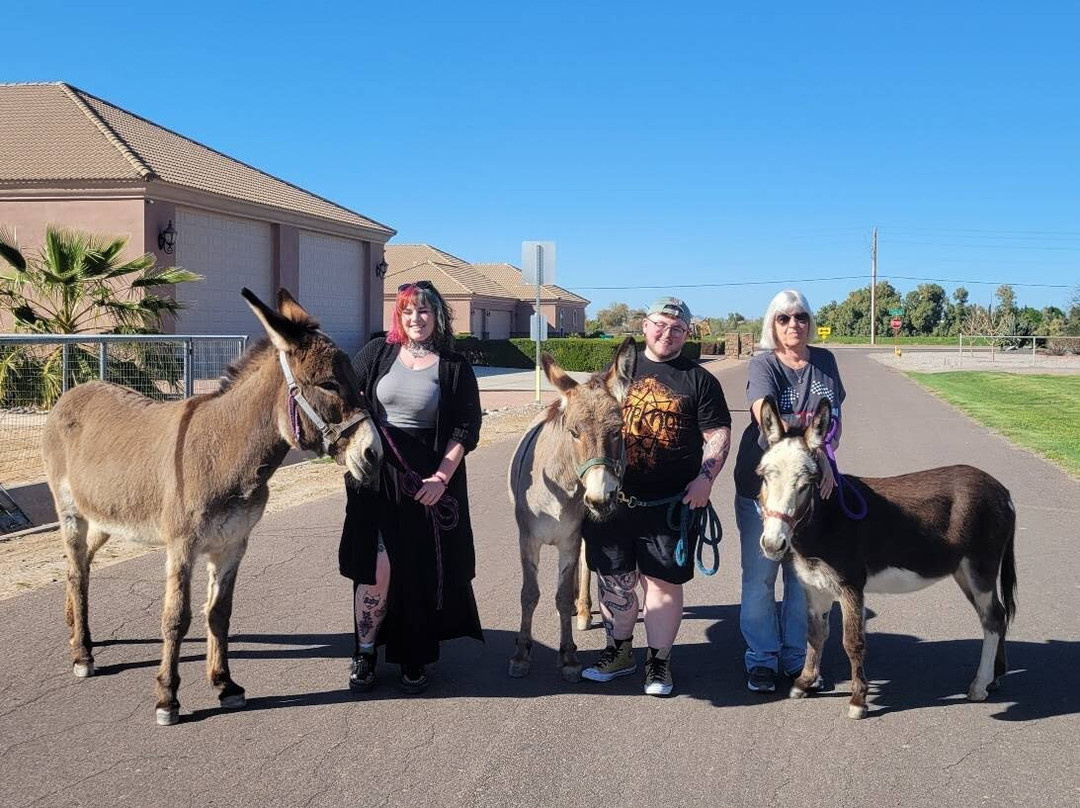 Desert Donkey Experiences