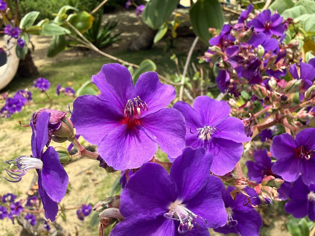 GEORGE OF THE JUNGLE ADVENTURE-格兰德岛必去景点