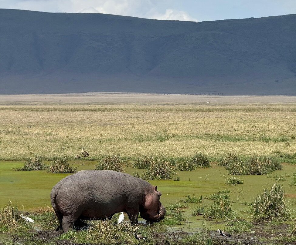 Dolphin Tours & Safaris Ltd-姆万扎必去景点