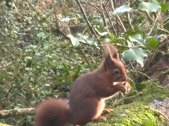 The Dingle (Nant y Pandy) Nature Reserve-Llangefni必去景点