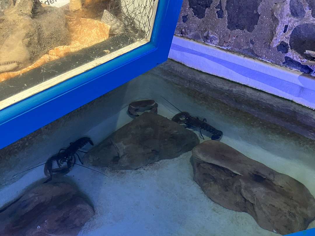 Lyme Regis Marine Aquarium-莱姆里杰斯必去景点