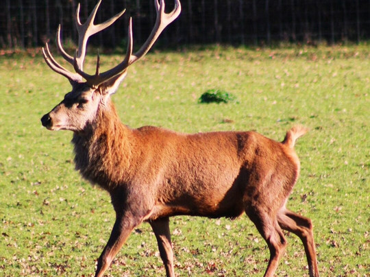 British Wildlife Centre-Lingfield必去景点