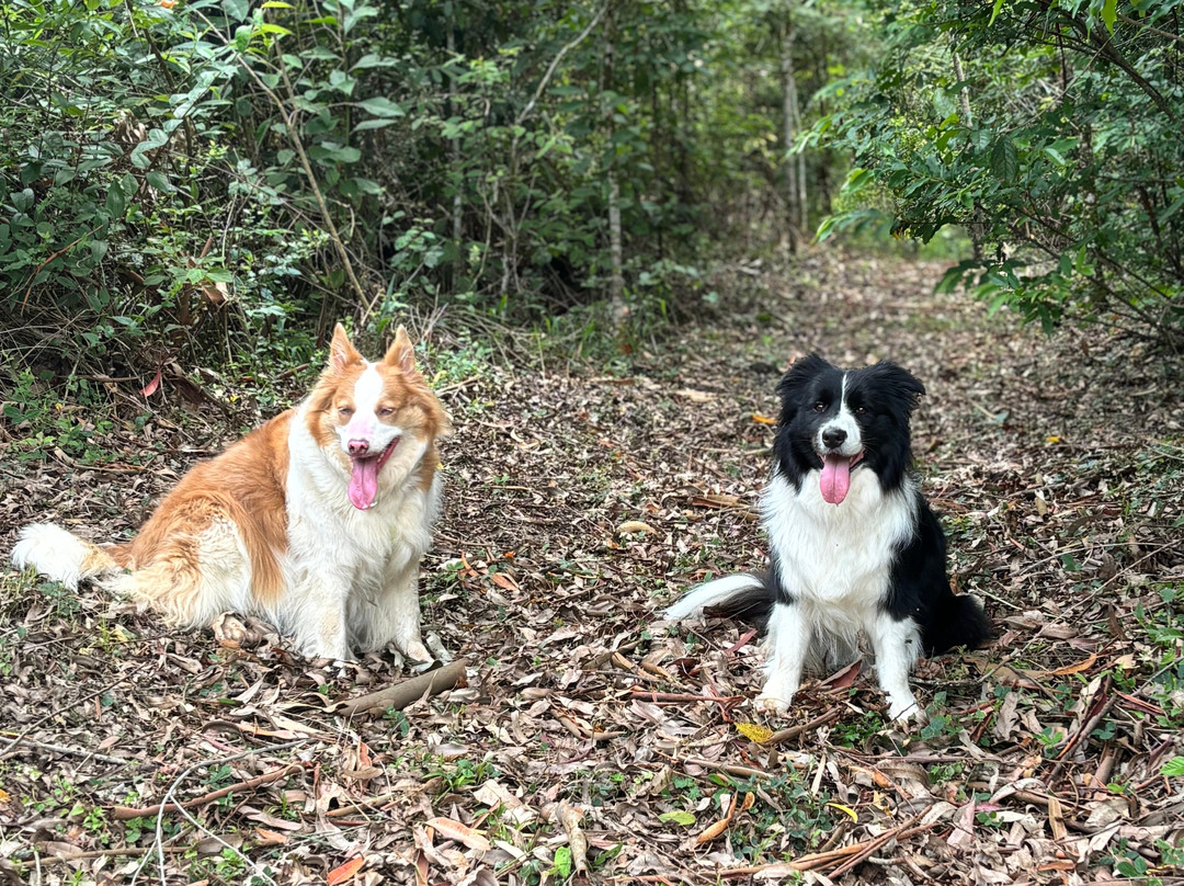 Araukaria Brazil - Monte Verde-蒙特贝尔德必去景点
