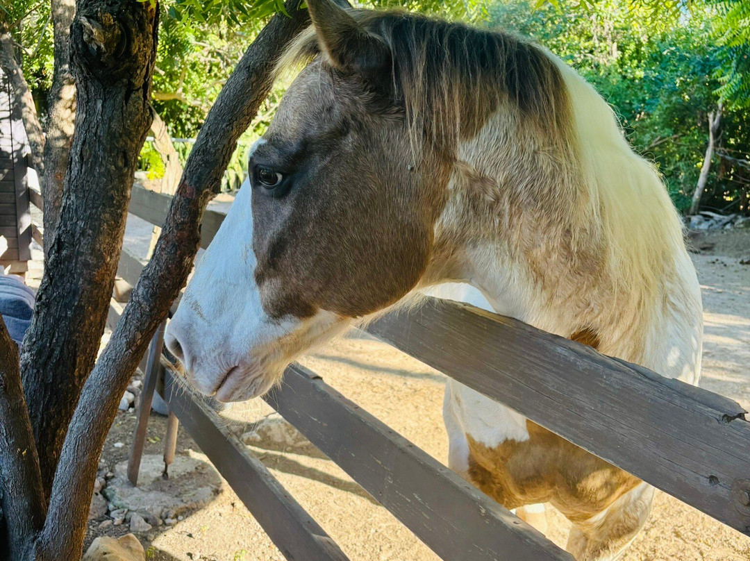 Seaside Stables Anguilla-West End Village必去景点