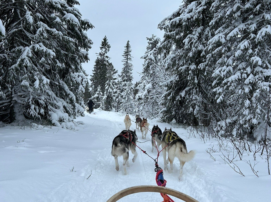 Hedmarksvidda Husky Tours-Brumunddal必去景点