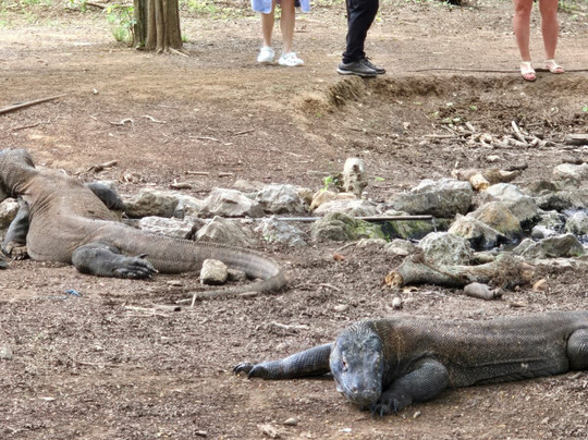 Top Komodo Tours-Labuan Bajo必去景点