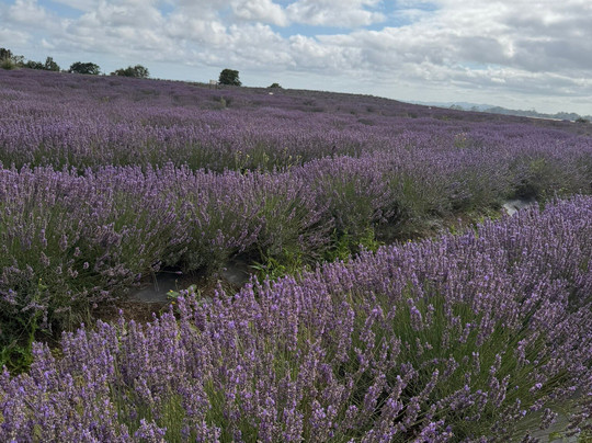 CCT Lavender Farm & Cafe-卡拉卡必去景点