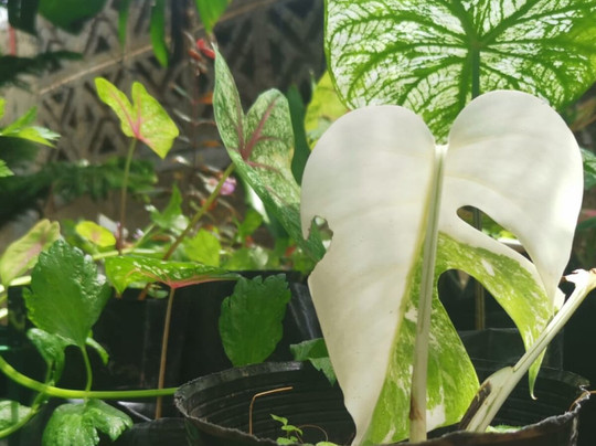 Tizardin-红地必去景点