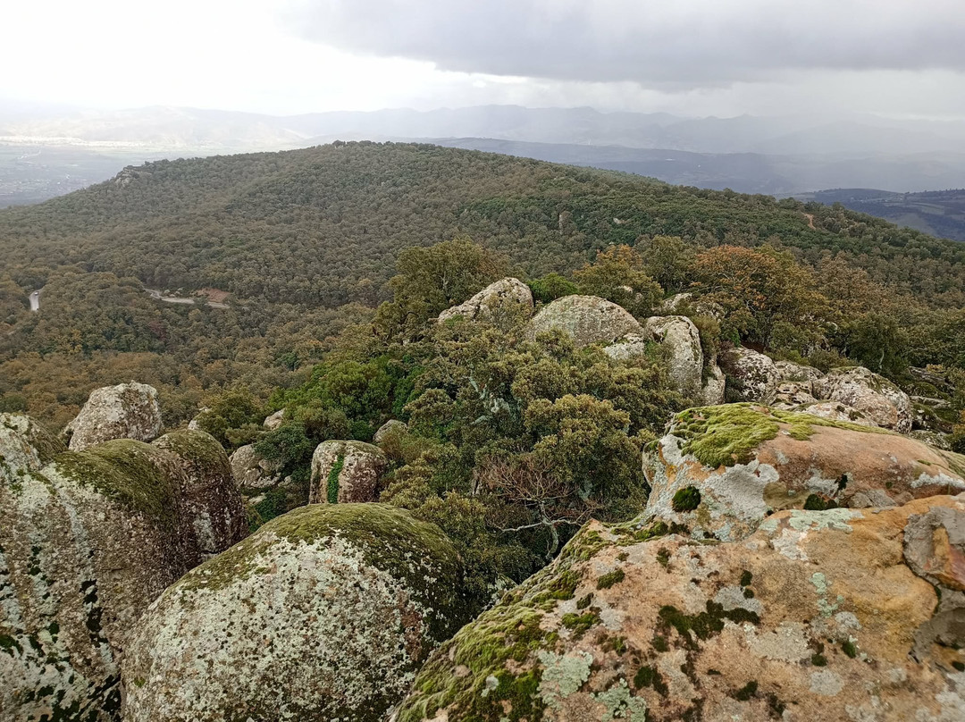 El Feija National Park-Jendouba必去景点