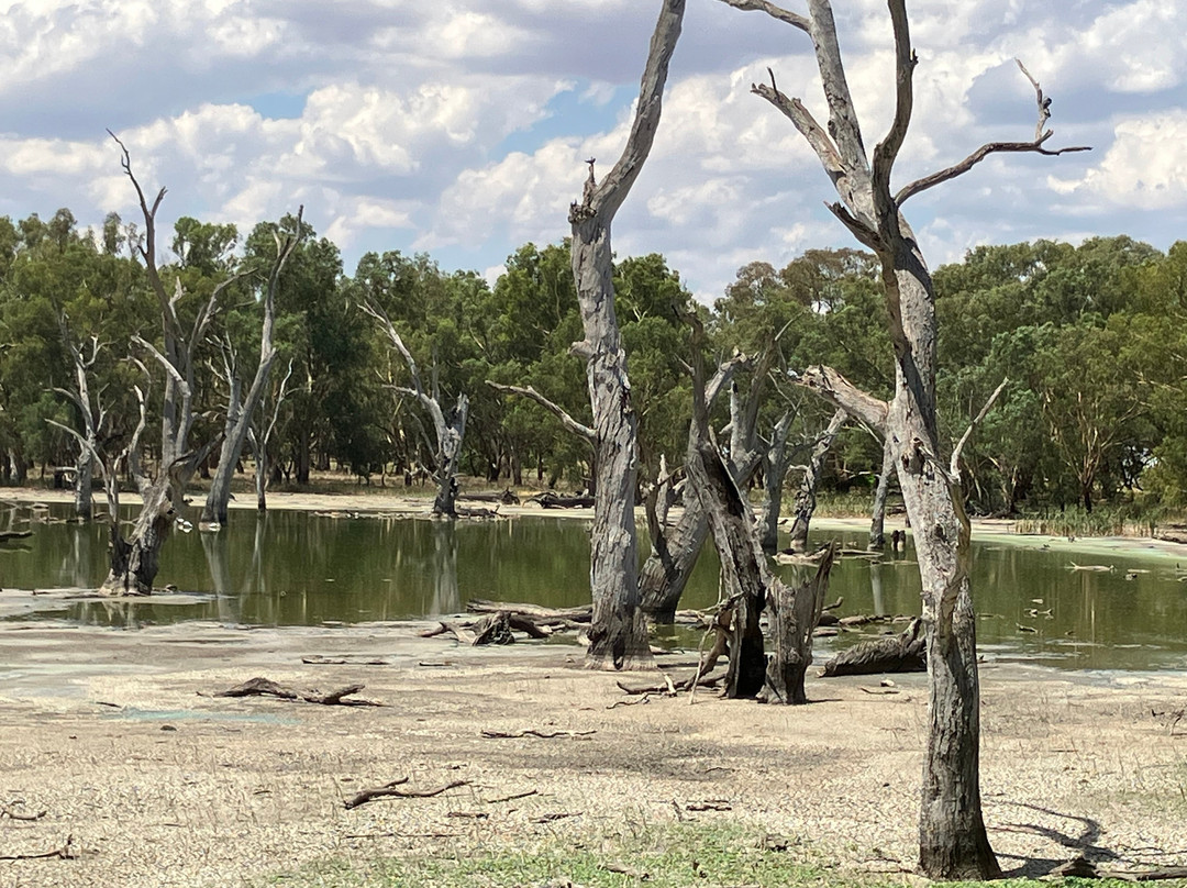 Gum Swamp & Bird Hide-Forbes必去景点