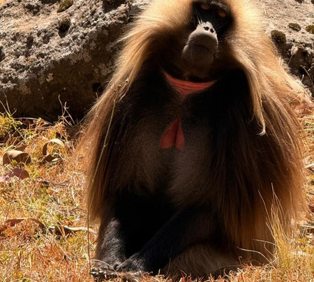 Awaze Tours-亚的斯亚贝巴必去景点