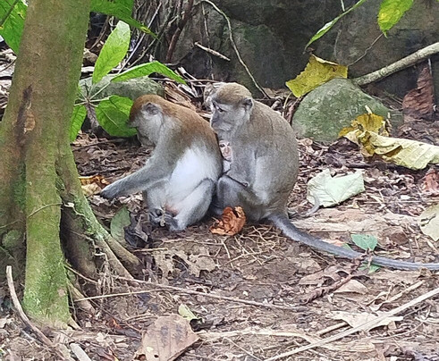 Explore Sumatra Wonder-武吉拉旺必去景点