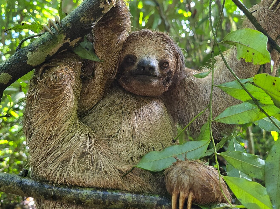 Sloths Paradise Rainforest-Bijagua de Upala必去景点