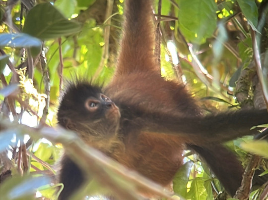 Corcovado Guia Adventures with William Mora-德雷克湾必去景点