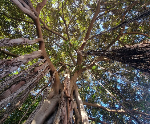 Botanischer Garten-德拉克鲁兹索尔港必去景点