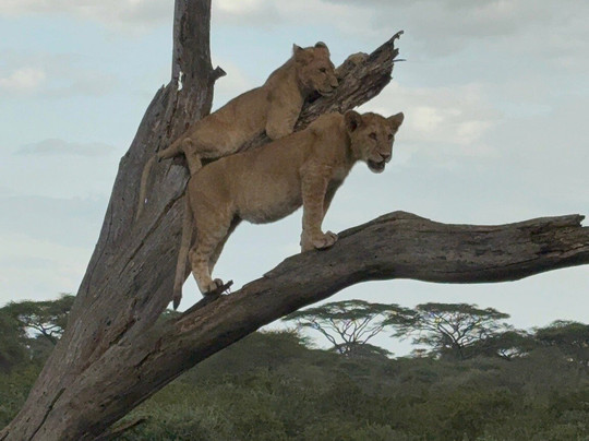 Tanzania Specialist-阿鲁沙必去景点