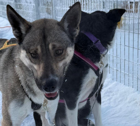 Era-Susi Huskies - Day Tours-Rukatunturi必去景点