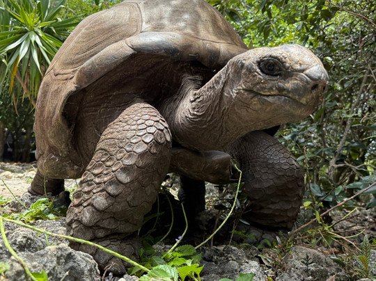 Mauritian Wildlife Foundation (MWF)-Vacoas必去景点