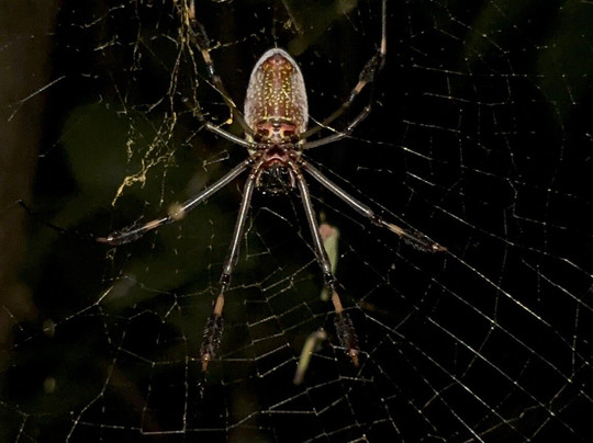 Abel Bustamante - Tour Guide-Manzanillo必去景点