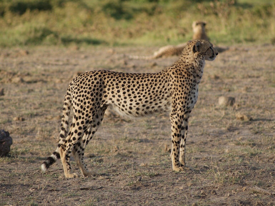 Morningstar Tours and Travel-Syokimau必去景点