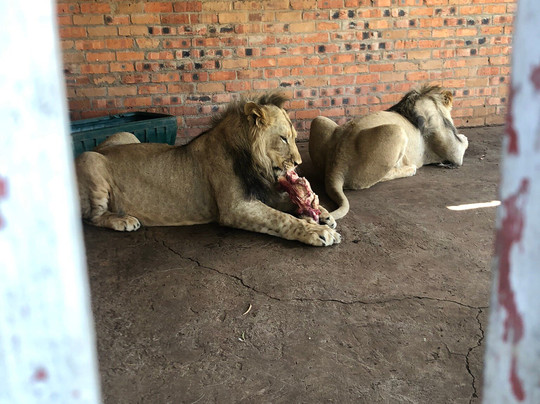 Zanchieta Wildlife Rescue Centre & Lodge-布隆方丹必去景点