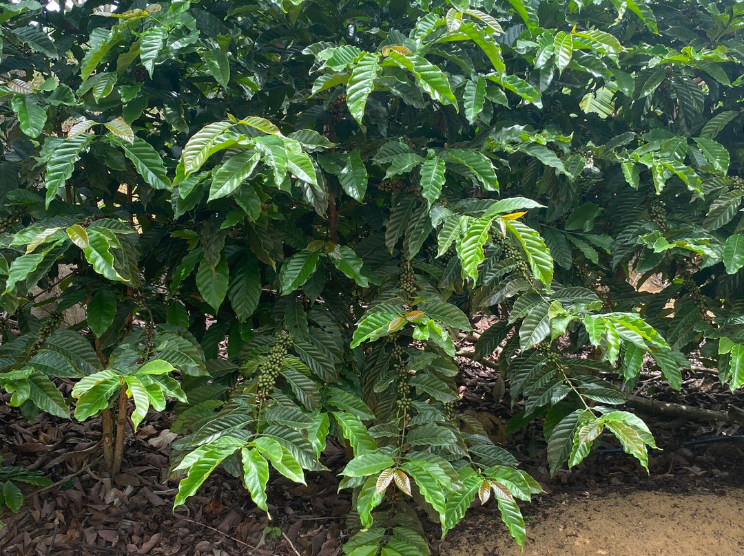 Vinicola Ziviani-Santa Teresa必去景点