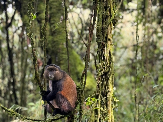 Kigezi Vima Safaris-Kibale National Park必去景点