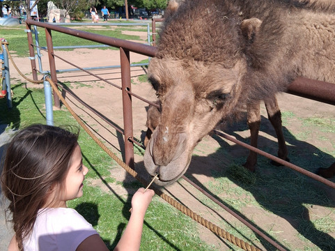 Oasis Camel Dairy-拉蒙纳必去景点