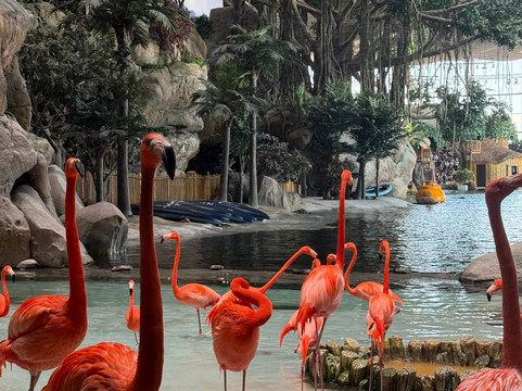 SeaWorld Yas Island Abu Dhabi-阿布扎比必去景点