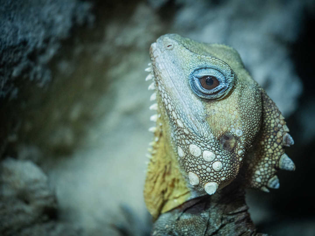 Byron Bay Wildlife Sanctuary-Knockrow必去景点
