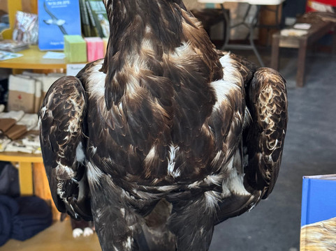 Raptor Refuge-Kettering必去景点