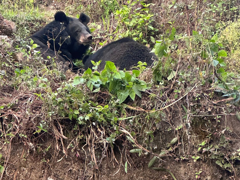 Padmaja Naidu Himalayan Zoological Park-大吉岭必去景点