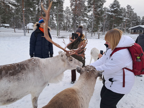 Inari Reindeer Farm-伊纳里必去景点